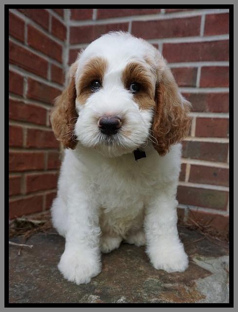 Noelle Dempsey pups 8 wks old 26!