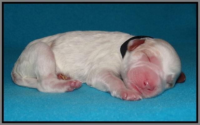 Noelle Dempsey pups newborn 171