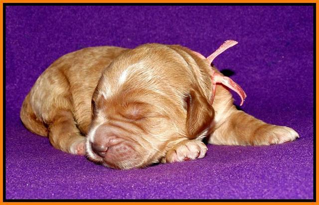 Noelle Dempsey 1 wk old 331