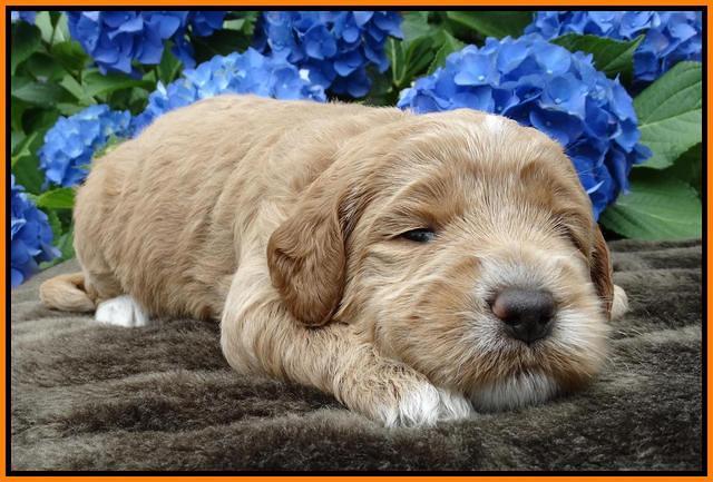 Noelle Dempsey pups 3 wks old 281