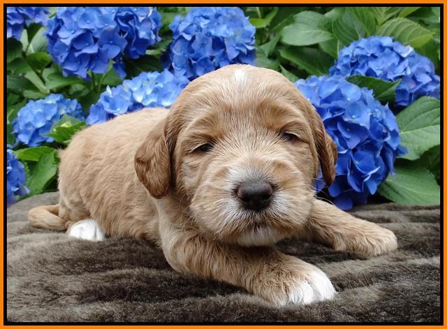 Noelle Dempsey pups 3 wks old 301