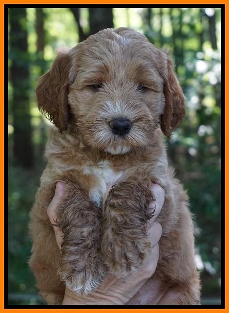 Noelle Dempsey pups 6 wks old 161