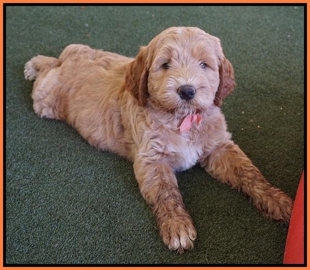 Noelle Dempsey pups 7 wks old 441