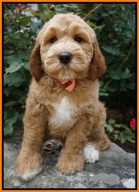 Noelle Dempsey pups 8 wks old 36!