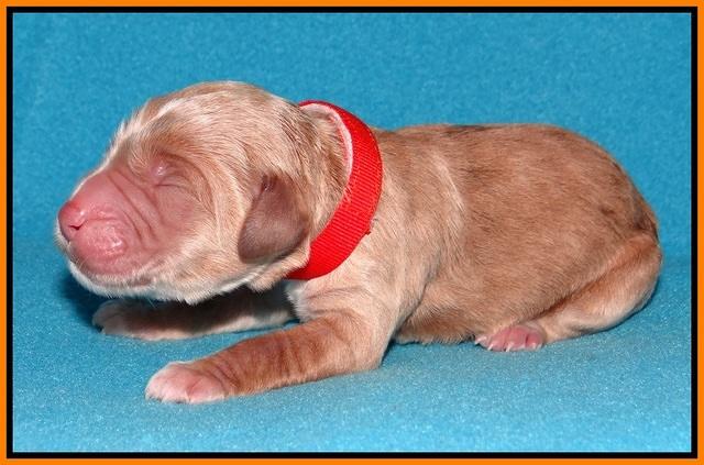 Noelle Dempsey pups newborn 191