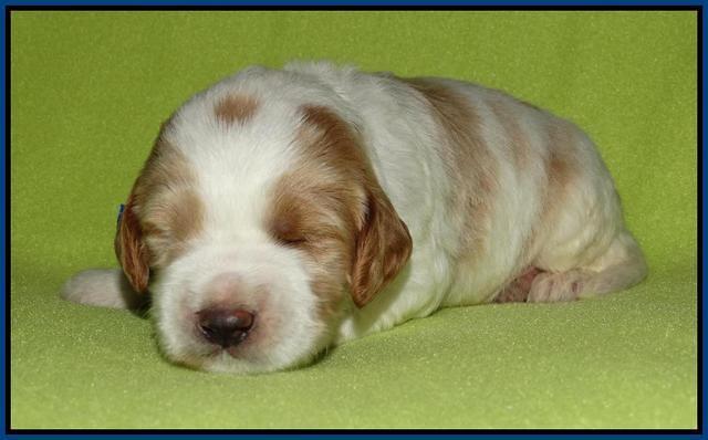 Noelle Dempsey pups 2 wks old 331