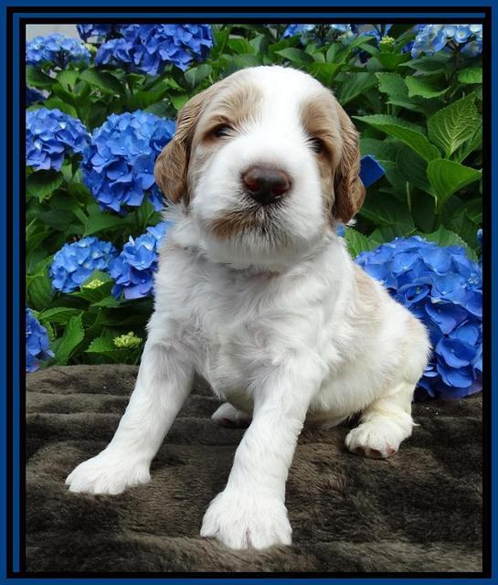 Noelle Dempsey pups 3 wks old 311