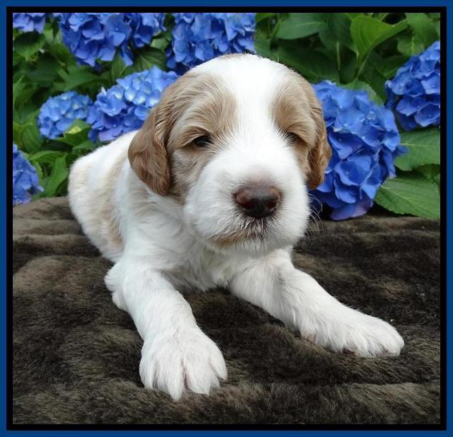 Noelle Dempsey pups 3 wks old 321