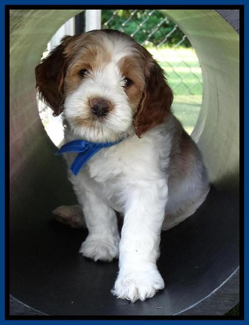 Noelle Dempsey pups 5 wks old 411