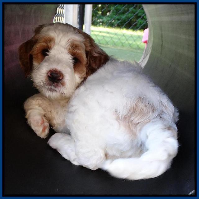 Noelle Dempsey pups 5 wks old 421