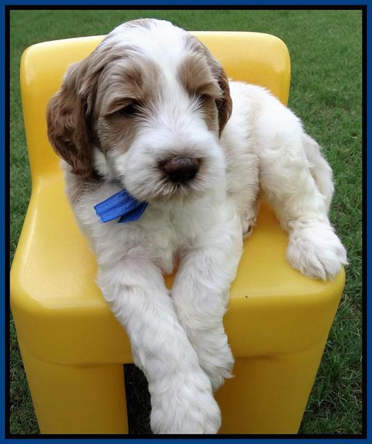 Noelle Dempsey pups 5 wks old 431