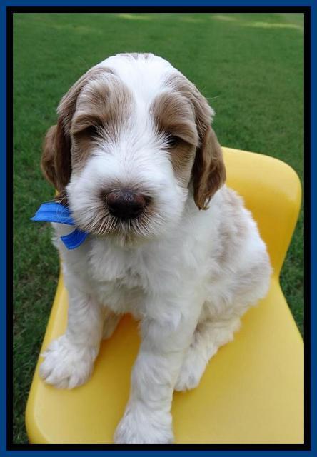 Noelle Dempsey pups 5 wks old 441