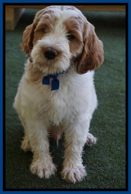 Noelle Dempsey pups 7 wks old 481