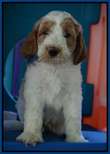 Noelle Dempsey pups 7 wks old 491