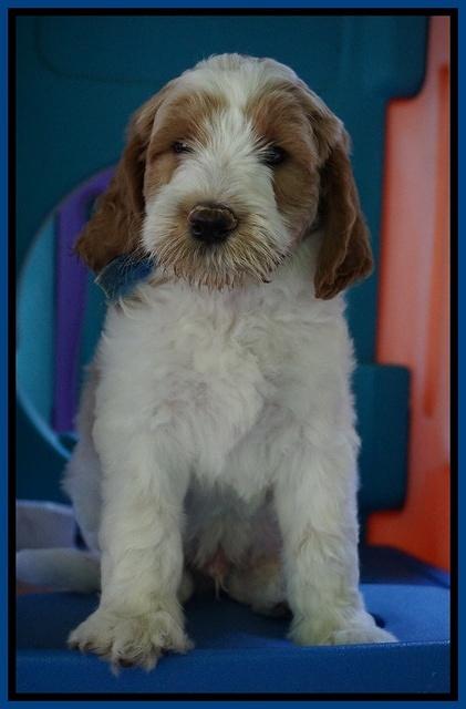 Noelle Dempsey pups 7 wks old 501