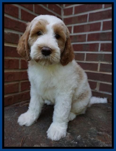 Noelle Dempsey pups 8 wks old 9!