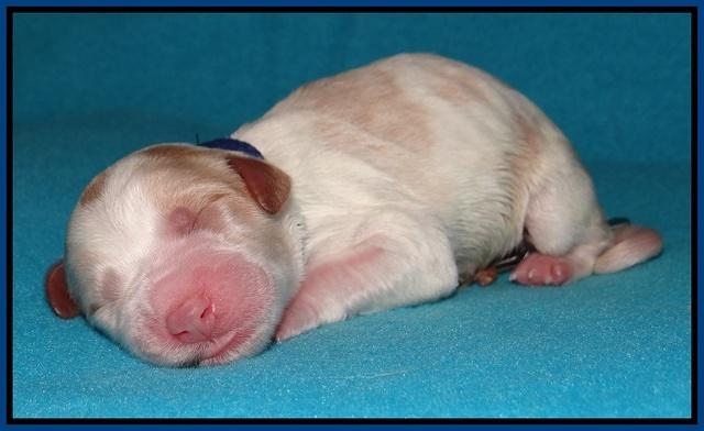 Noelle Dempsey pups newborn 201