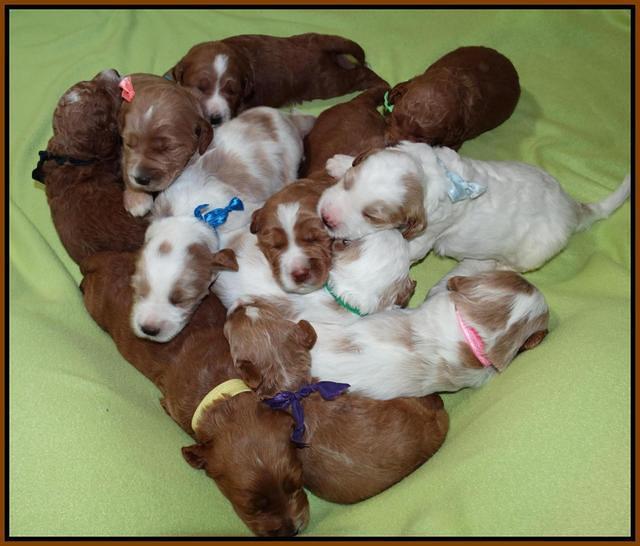 Noelle Dempsey pups 2 wks old 391