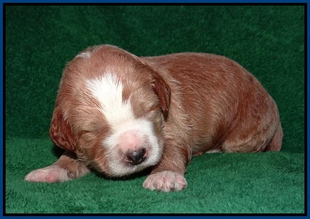 Dawn Dapper Dan pups 2 wks old 21