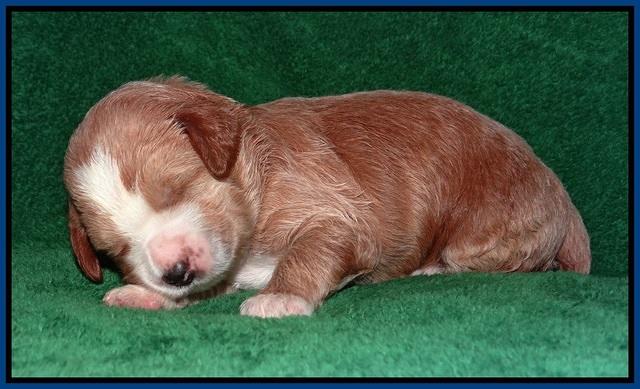 Dawn Dapper Dan pups 2 wks old 31