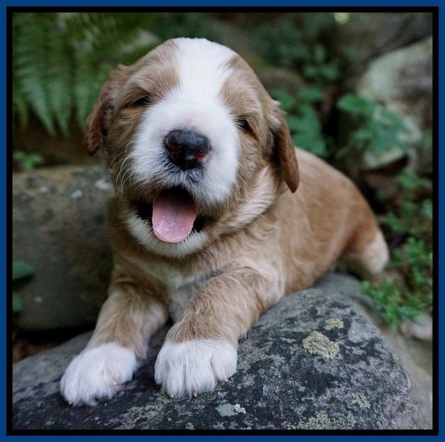 Dawn Dapper Dan pups 3 wks old 21