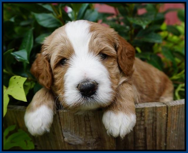 Dawn Dapper Dan pups 4 wks old 11