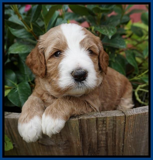 Dawn Dapper Dan pups 4 wks old 31