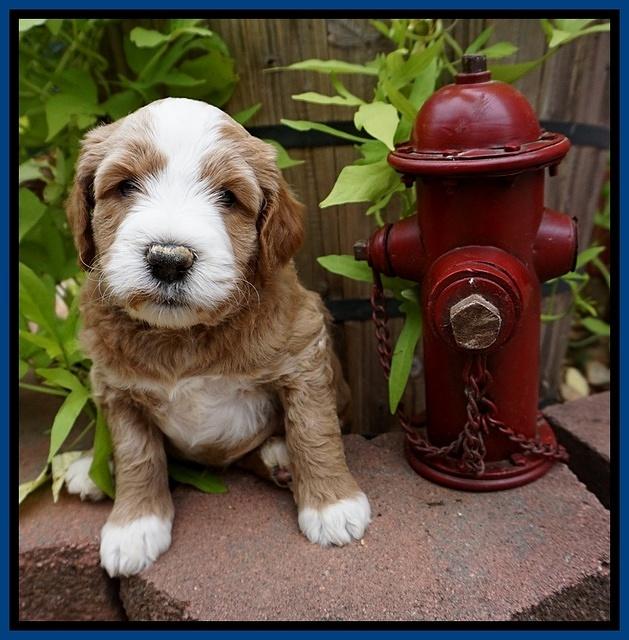 Dawn Dapper Dan pups 5 wks old 11