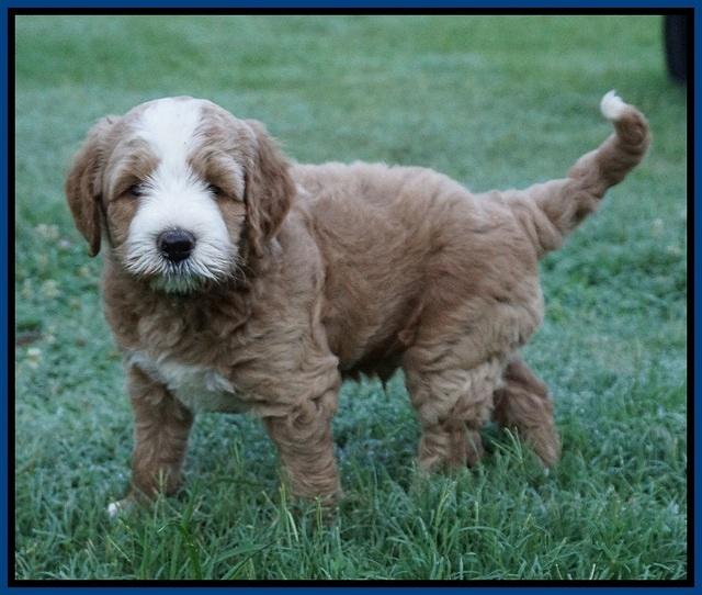 Dawn Dapper Dan pups 6 wks old 21