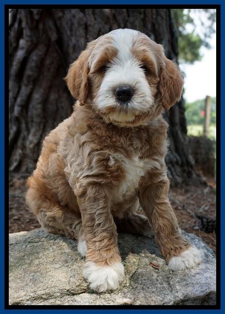 Dawn Dapper Dan pups 7 wks old 41