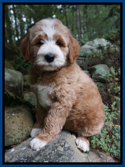 Dawn Dapper Dan pups 8 wks old 11225