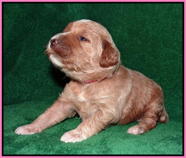 Dawn Dapper Dan pups 2 wks old 41