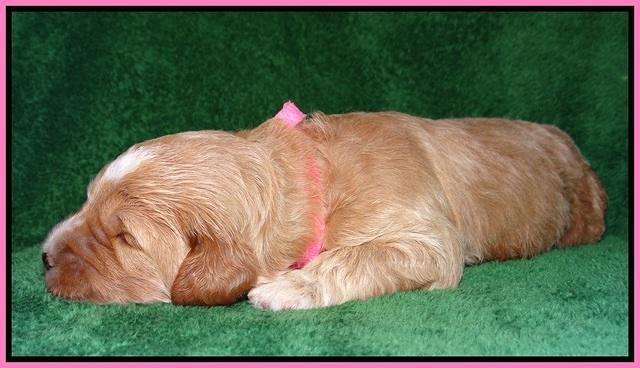 Dawn Dapper Dan pups 2 wks old 61