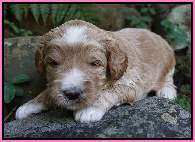 Dawn Dapper Dan pups 3 wks old 31