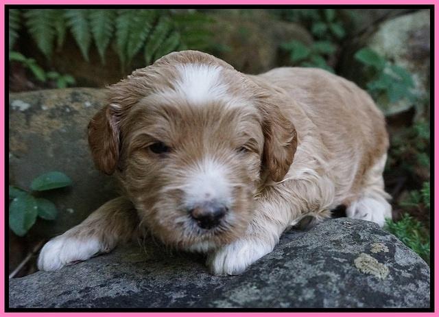 Dawn Dapper Dan pups 3 wks old 41