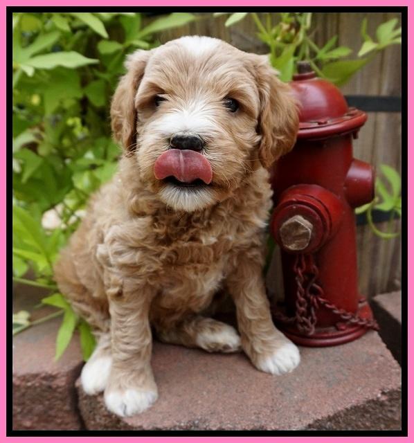 Dawn Dapper Dan pups 5 wks old 41