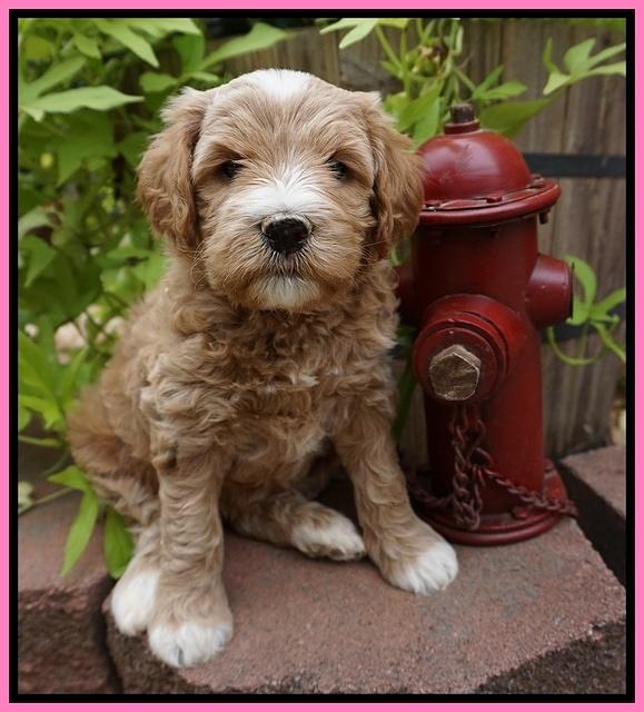 Dawn Dapper Dan pups 5 wks old 61