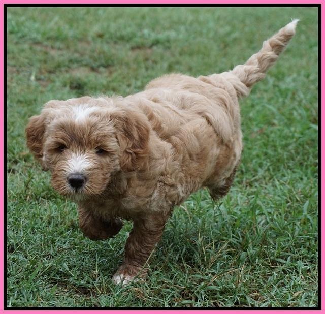 Dawn Dapper Dan pups 6 wks old 61