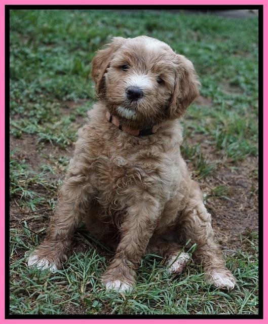 Dawn Dapper Dan pups 6 wks old 71