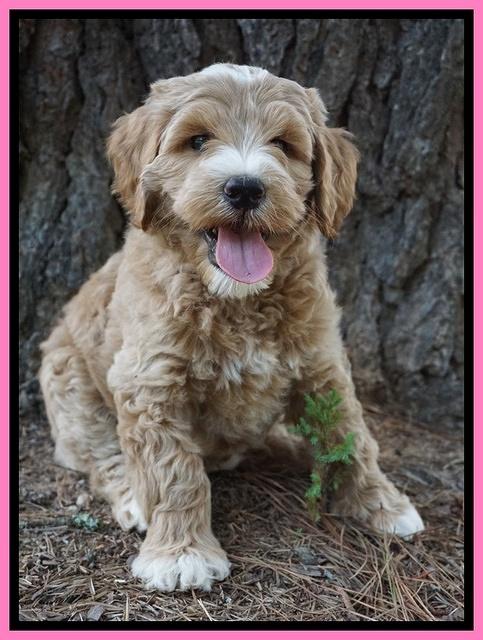 Dawn Dapper Dan pups 7 wks old 61