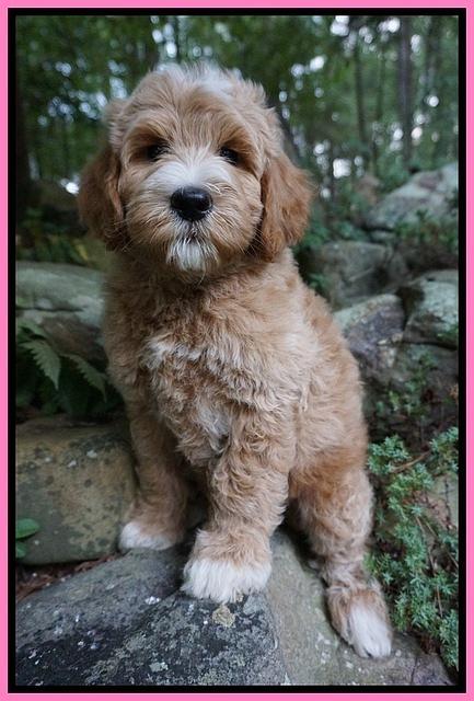 Dawn Dapper Dan pups 8 wks old 2122