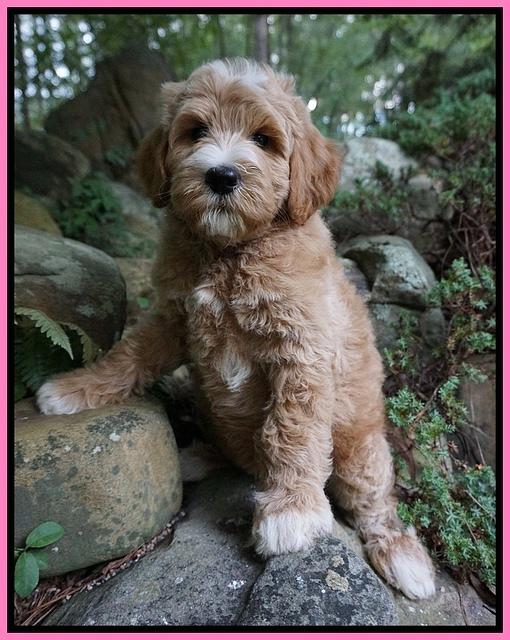 Dawn Dapper Dan pups 8 wks old 3122