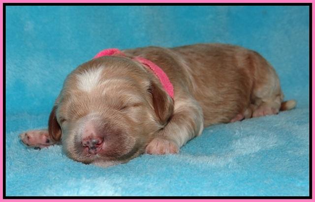 Dawn Dapper pups 1 wk old 41