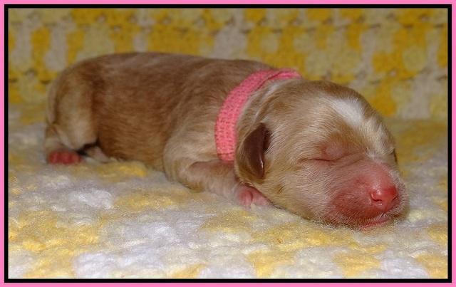 Dawn Dapper pups newborn 41