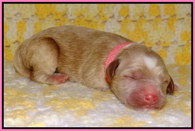 Dawn Dapper pups newborn 51