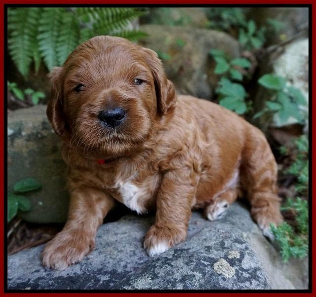 Dawn Dapper Dan pups 3 wks old 51