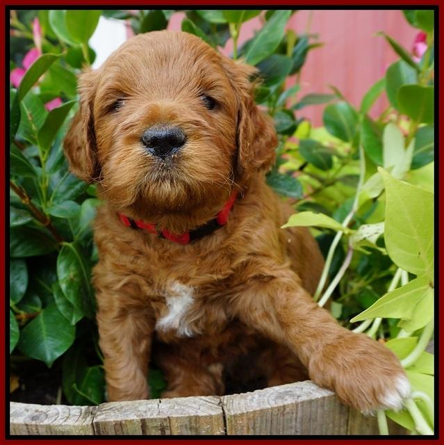 Dawn Dapper Dan pups 4 wks old 71