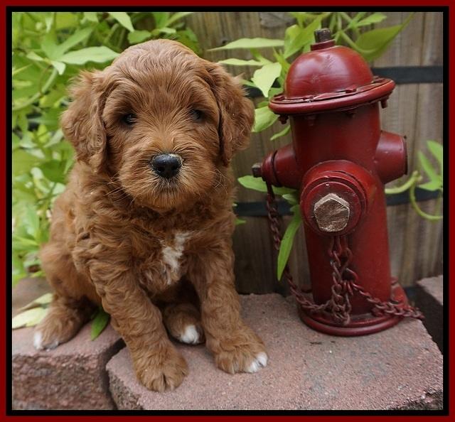 Dawn Dapper Dan pups 5 wks old 71