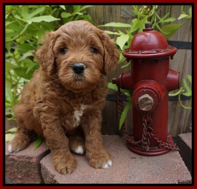 Dawn Dapper Dan pups 5 wks old 81