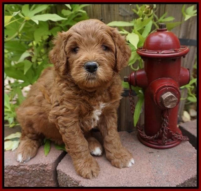 Dawn Dapper Dan pups 5 wks old 91